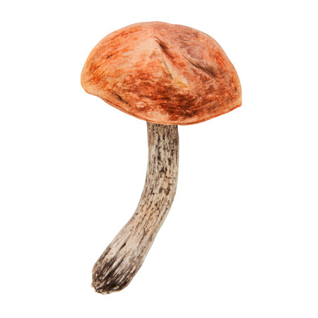 Wild edible mushroom with red cap. Watercolor hand drawn botanical realistic illustration. Forest boletus clip art. Isolated painting for fabric, postcards, invitations, menus, prints, packing paperの写真素材