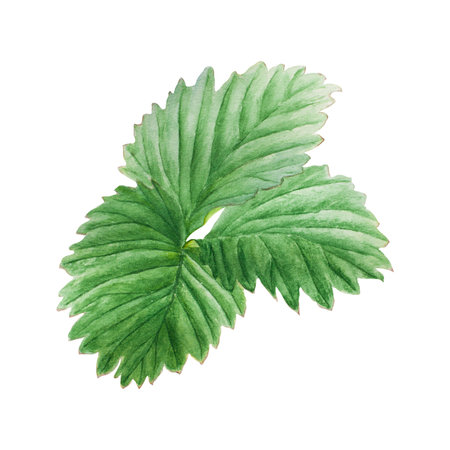 Strawberry green leaf. Hand drawn watercolor illustration. Food art, fresh botanical realistic...