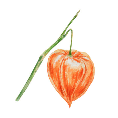 Orange physalis, bladder cherry, cape gooseberry, goldenberry, Peruvian groundcherry. Branch of autumn plant. Watercolor hand drawn illustration. Cut out clipart. Fall colorful botanical illustration.の写真素材
