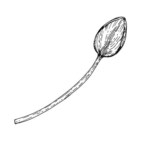 Black and white ink illustration of a tulip bud on a stem. Ideal for floral designs, greeting cards, packaging, textile prints, and botanical art. Perfect for spring themes, wedding decor and prints.のイラスト素材