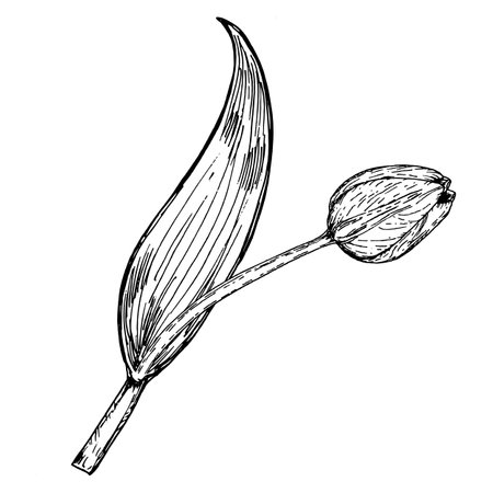 Single hand drawn tulip bud with a long curved leaf, ink illustration in black and white. Suitable for gardening themes, botanical books, flower market visuals, seasonal prints, and eco-friendly projectsのイラスト素材