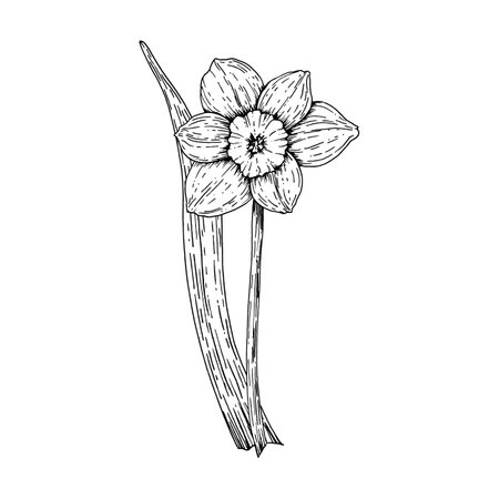 Hand drawn black and white illustration of a blooming daffodil flower with leaves. Suitable for spring projects, botanical prints, Easter-themed materials, floral designs, and packaging conceptsのイラスト素材