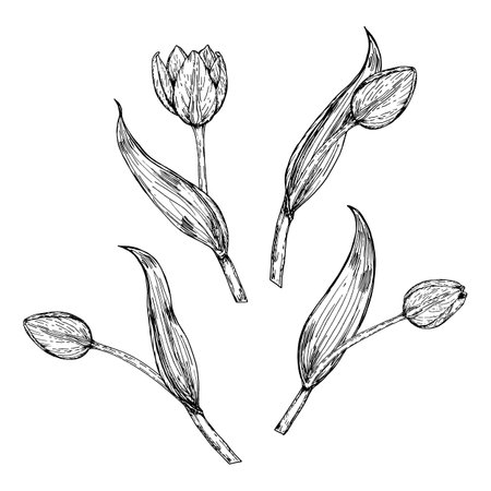 Hand drawn black and white set of tulip buds and stems with leaves. Botanical ink illustration for spring projects, floral compositions, packaging, postcards, 8 March and tulip festivalsのイラスト素材