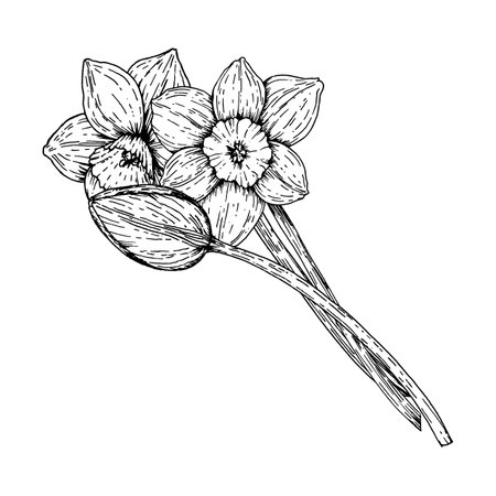 Black and white hand drawn illustration of a spring bouquet with blooming daffodils and a bud. Ideal for greeting cards, packaging, floral projects, Easter and Women s Day themesのイラスト素材