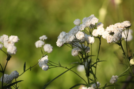 White blooming flowers of double-flowered Achillea ptarmica sneezewort on a green blurred background. Summer meadow close-up with soft sunlight. Natural floral texture and garden scene.の写真素材