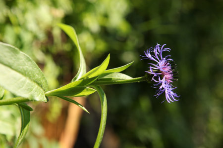 Close-up of a blooming mountain cornflower, perennial cornflower or Centaurea montana, with vivid purple petals and green leaves. Natural sunlight and blurred background with space for text.の写真素材
