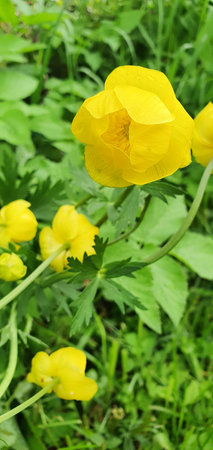 Cluster of yellow globeflowers Trollius blooming in a green meadow, symbolizing joy, energy and...