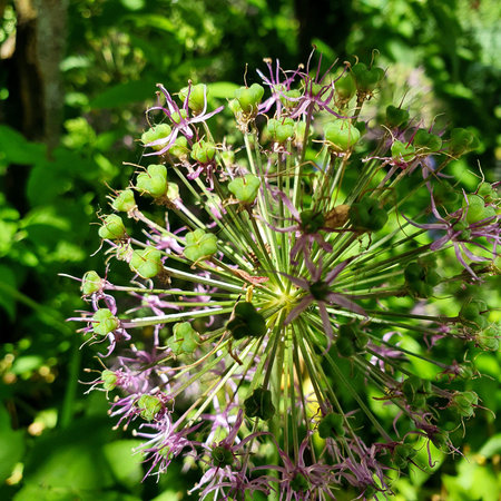 Allium ornamental flower head with developing green seed pods and fading purple petals, closeup of...
