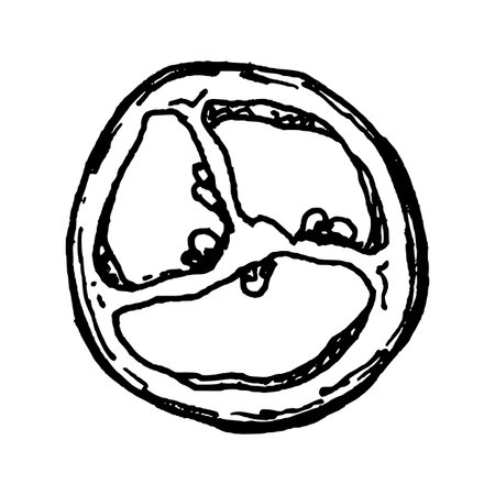 Black and white vector illustration of a sliced chili pepper with three sections. Clean line work highlights seeds and structure, making it suitable for spicy ingredient sets and recipe graphics.のイラスト素材