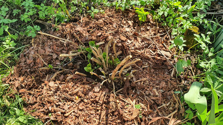 Young hydrangea shoots emerging from pruned stems in spring garden bed covered with wood chip mulch....