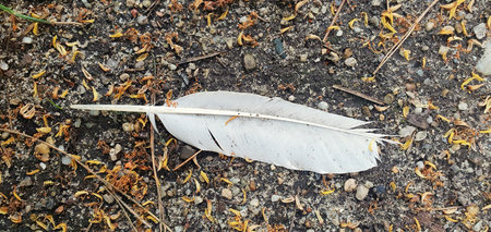 White feather lying on textured ground with small stones and fallen petals. Natural detail of bird plumage outdoors. Minimal composition with earthy surface and organic textures.の写真素材