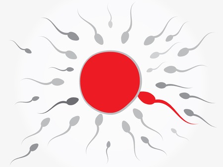 Ovum and spermatozoon. Fertilizationのイラスト素材