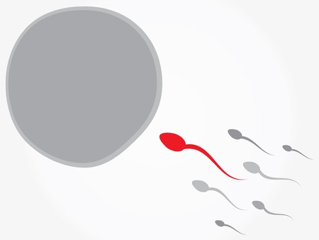 Ovum and spermatozoon. Fertilizationのイラスト素材