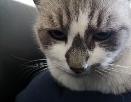 close-up on cat with blue eyesの写真素材