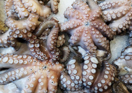 Close-up on seafoodの写真素材