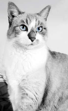 Close up on white and gray cat with blue eyesの写真素材