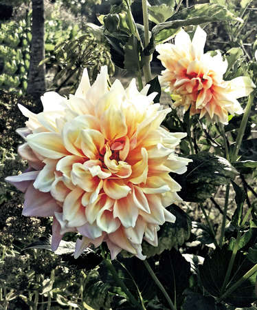 White dahliasの写真素材