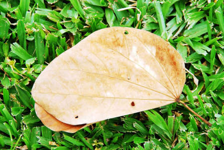 yellow leaf and green grassの写真素材
