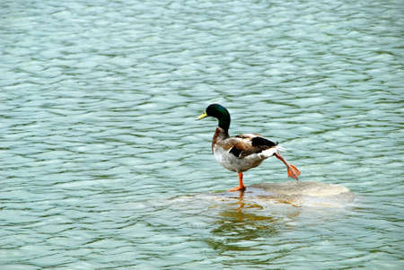 The dancing duckの写真素材