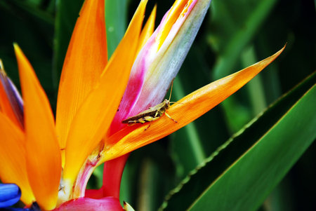 The locust stops on the bird of paradise flower outdoor