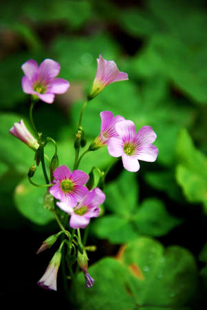 fresh clover and flowersの写真素材