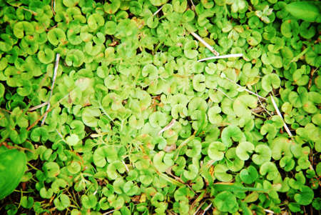 Ground Ivy backgroundの写真素材