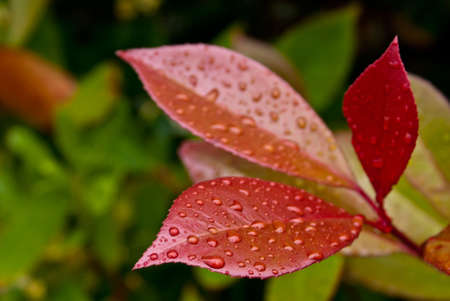 Close-up of three red leaves after rain (Clipping Path included)の写真素材