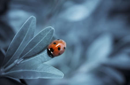 Close up of seven-spotted ladybird on leaf, blue toned imageの写真素材