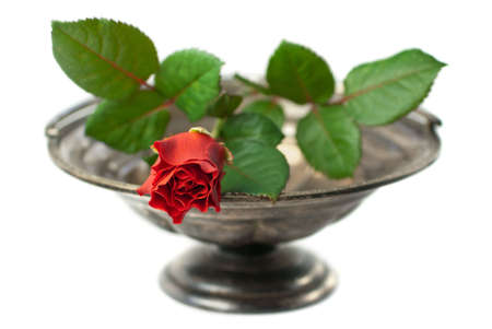 Antique silver bowl with red rose isolated on white (shallow depth of field)の写真素材