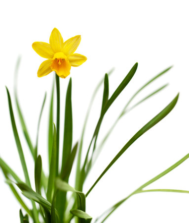 Yellow narcissus on spring glade isolated on white backround
