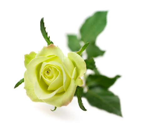 One green rose isolated on white background (shallow depth of field)の写真素材