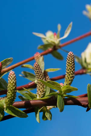 Blooming willow (Salix integra Hakuro Nishiki) against blue skyの写真素材