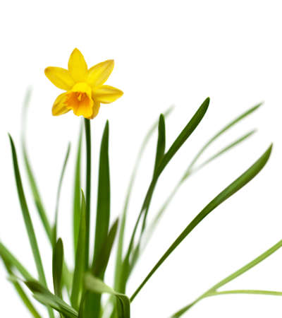 Yellow narcissus on spring glade isolated on white backgroundの写真素材