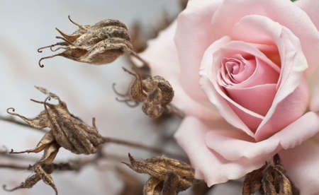 Pink rose and withered plant (shallow depth of field)の写真素材