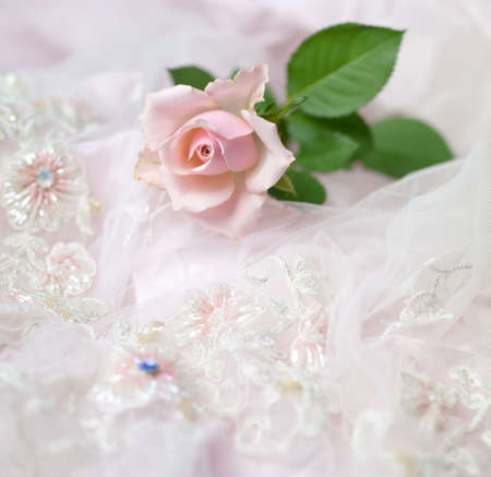 One pink rose on wedding lace (shallow depth of field, copy space)の写真素材