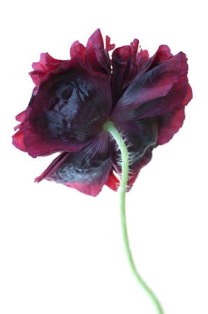 Deep purple-maroon double flowers Poppy Paeony Black (Papaver somniferum) isolated on white backgroundの写真素材