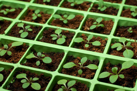 Petunia seedlings in the cell tray (selective focus, copy space)