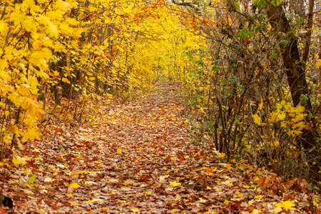 The path is covered with dead leaves, all around the trees, maples, still have their yellow orange foliage of autumn.の写真素材