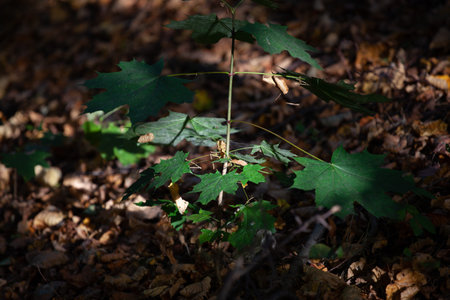 A young maple tree of a few years grows in the forest. It has some large leaves.