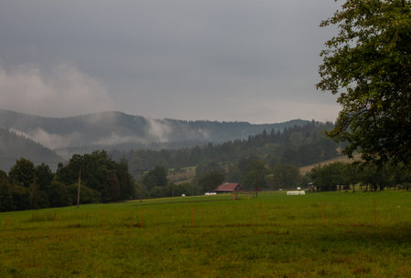 a green meadow in the foreground, behind the mountain is covered with a pine forest, fog hangs on the slopes.の写真素材