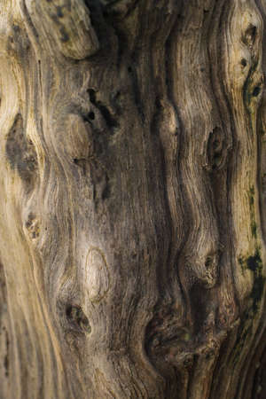 Tree trunk carved by the seaの写真素材