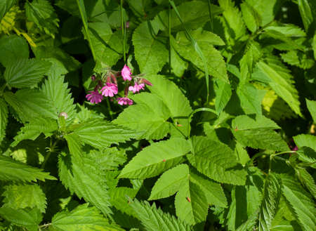Purple flowers in full light among very bright green leaves, and nettles.の写真素材
