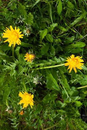 Blooming yellow dandelions in the middle of the green grass. There is a strong contrast between the flowers and the green leaves.の写真素材