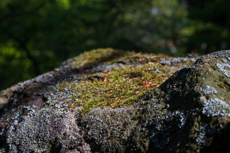 A rock in full sun is covered with yellow and gray moss.の写真素材