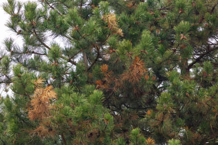 A green pine with a few orange brown needles. Pine cones are visible, hanging on the branches.の写真素材