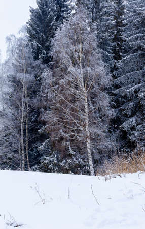 A birch tree whose branches are covered with fresh snow stands out against the dark green and white background of the pines. There is snow in the foreground.の写真素材