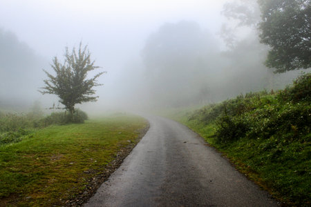 the road turns and gets lost in the mist. There are a few trees and some vegetation disappearing into the fog.の写真素材