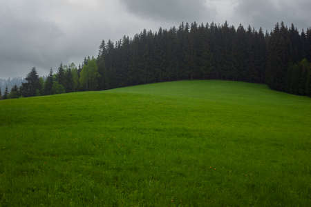A green meadow undulates in front of a forest of fir and deciduous trees. the sky is threatening.の写真素材