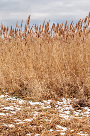 Dry reeds with remnants of snow. The stems are curved to the right.の写真素材