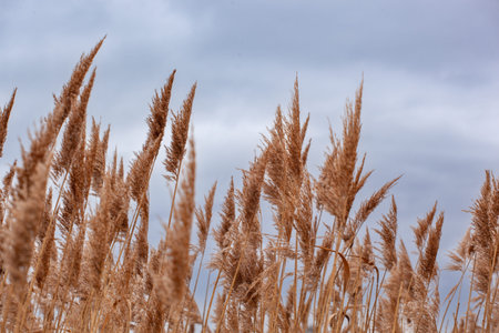 Dry flowers of reeds in the wind stand out against an overcast sky.